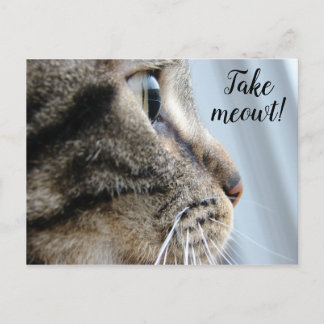 Carte Postale Sortez-moi ! Cat Kitten Saint-Valentin