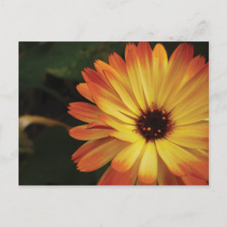 Carte Postale Souci de pot jaune et orange