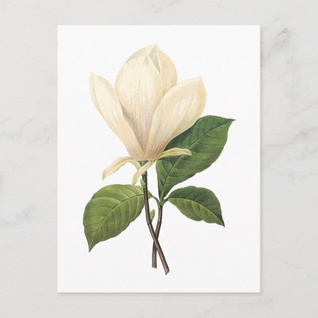 Carte Postale soucoupe magnolia (Magnolia soulangiana) par Redou (Devant)