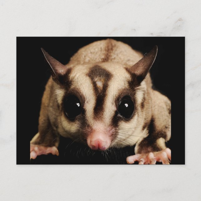 Carte Postale Sougar Glider (Devant)