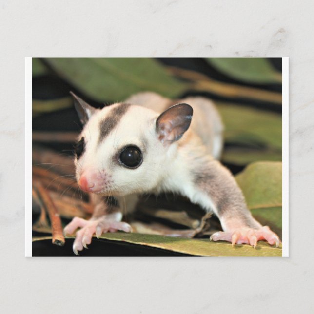 Carte Postale Sougar Glider (Devant)