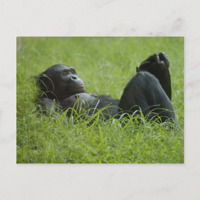 Carte Postale Soulagement du stress (Devant)