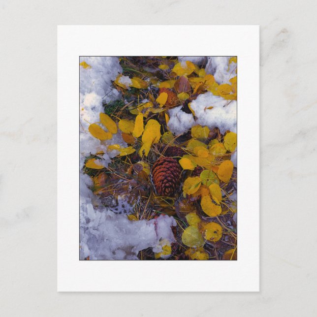 Carte Postale "Soupe d'arbre" (Devant)