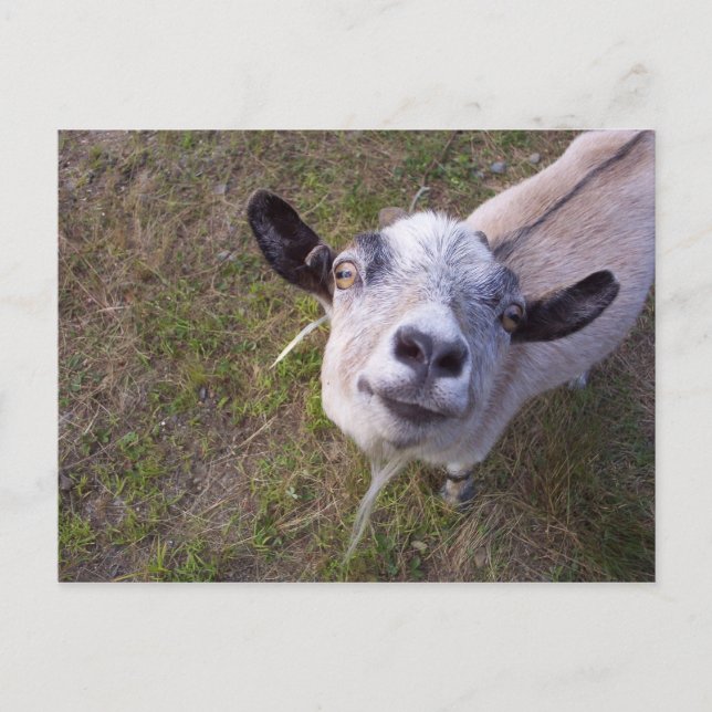 Carte Postale Souriez Pour La Caméra (Devant)