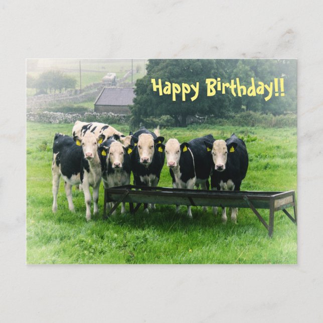 Carte Postale Souriez s'il vous plaît ! Vaches mignonnes (Devant)