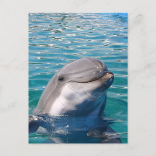 Carte Postale Sourire dauphin