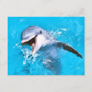 Carte Postale Sourire dauphin 2