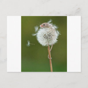 Carte Postale Souris
