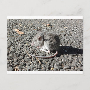 Carte Postale Souris bébé