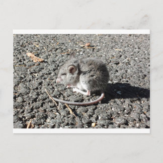 Carte Postale Souris bébé