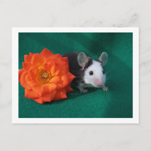 Carte Postale Souris blanche noire et rose à thé orange