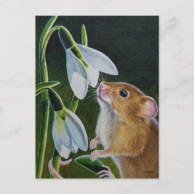 Carte Postale Souris des moissons sentant les perce-neige, aquar (Devant)