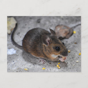Carte Postale Souris en bois