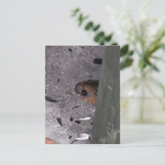 Carte Postale Souris en bois