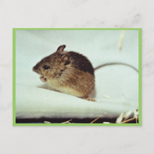 Carte Postale Souris sauteuse du pré de Prebles