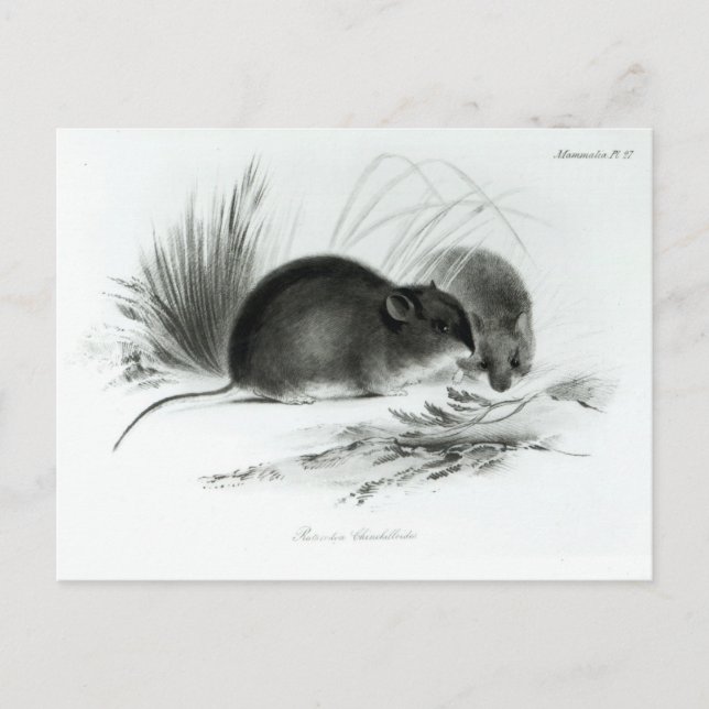 Carte Postale Souris, Terre de Feu, Amérique du Sud c.1832-36 (Devant)