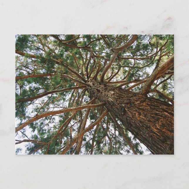 Carte Postale Sous l'arbre (Devant)