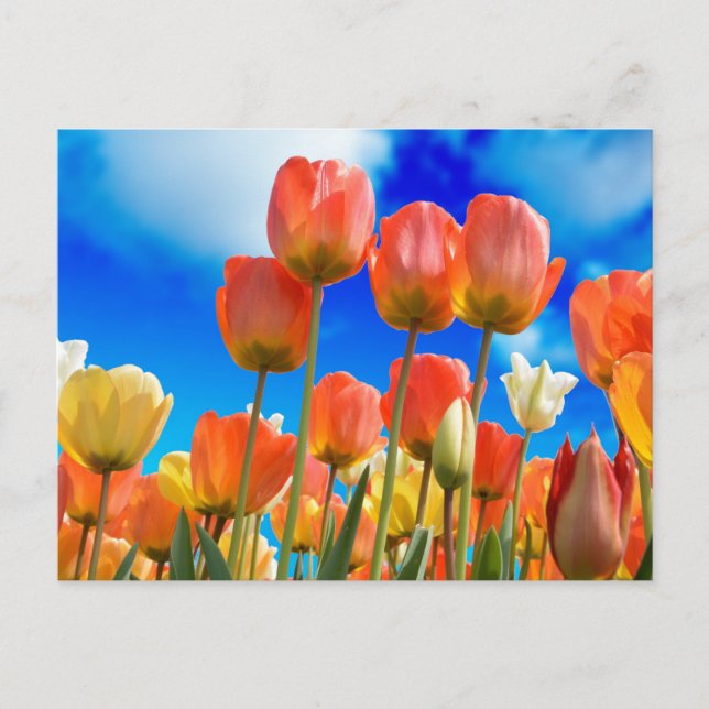 Carte Postale Sous le ciel de la Tulipe (Devant)