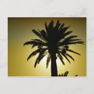 Carte Postale Sous les palmiers