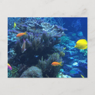 Carte Postale Sous L'Océan Eau Monde Et Été