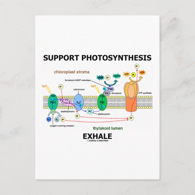 Carte Postale Soutenir la photosynthèse expire (Environnemental) (Devant)
