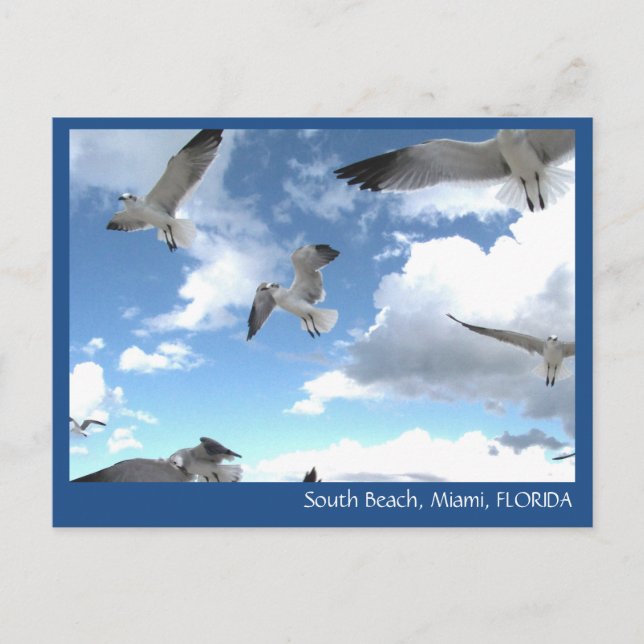 Carte postale South Beach Miami Florida Seaguls (Devant)