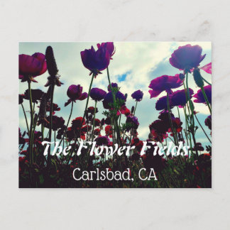 Carte postale souvenir : Champs de fleurs à Carlsb