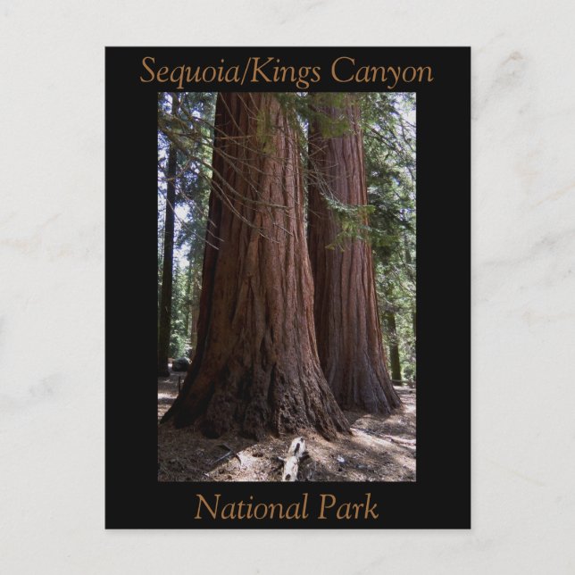 Carte Postale Souvenir Sequoia Kings Canyon Parc national (Devant)