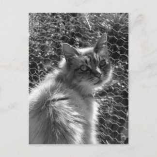 Carte Postale Souvenirs