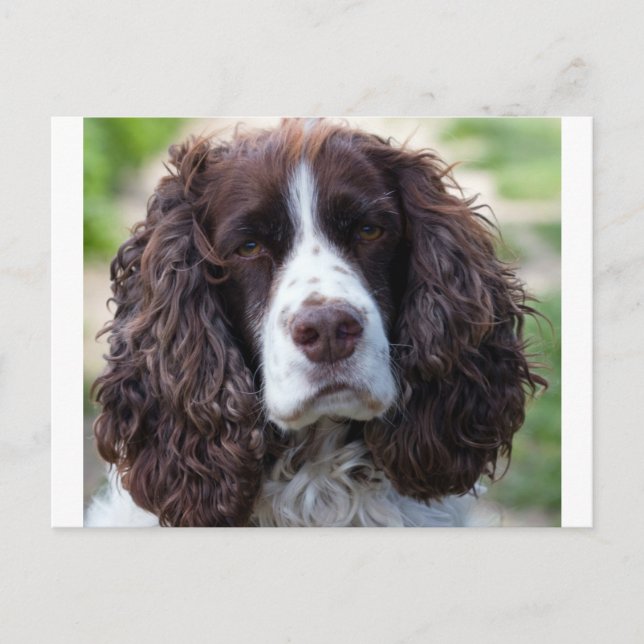 Carte Postale spaniel de springer anglais.png (Devant)