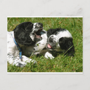Carte Postale Spaniel Fun