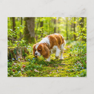 Carte Postale Spaniel se promenant dans une forêt de printemps l