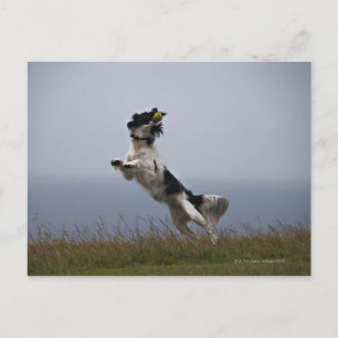 Carte Postale Spaniel Springer noir et blanc jouant avec