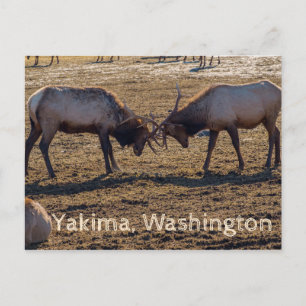 Carte Postale Sparring Elk Yakima Washington USA