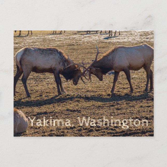 Carte Postale Sparring Elk Yakima Washington USA (Devant)