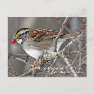 Carte postale Sparrow