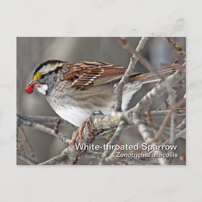 Carte postale Sparrow (Devant)