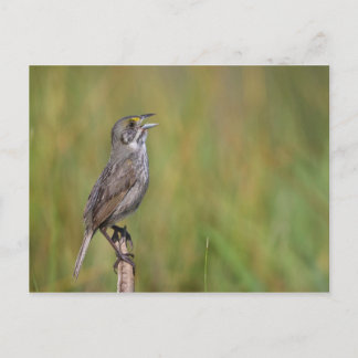 Carte Postale Sparrow