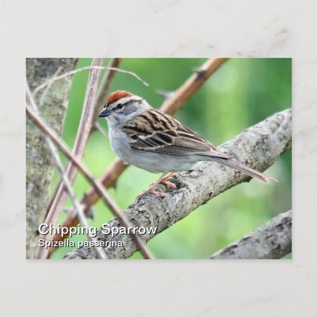 Carte postale Sparrow (Devant)