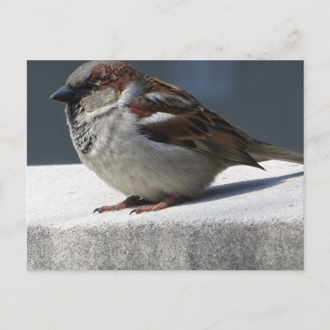 Carte Postale Sparrow (Devant)