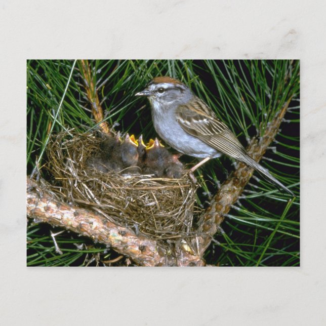 Carte Postale Sparrow et deux oisillons (Devant)