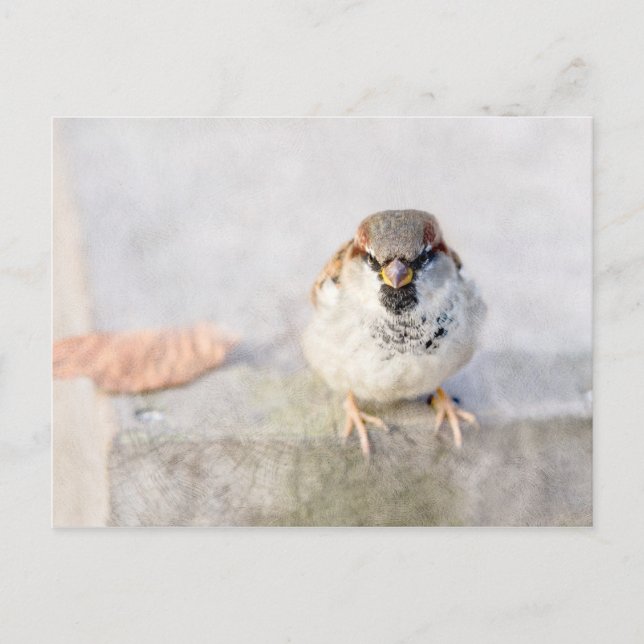 Carte Postale Sparrow - Le Guerrier (Devant)