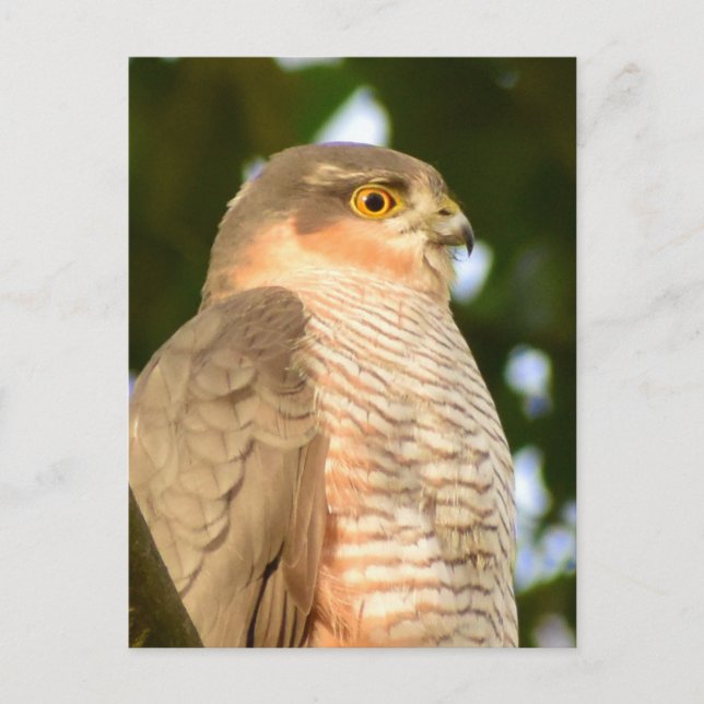 Carte Postale Sparrowhawk (Devant)
