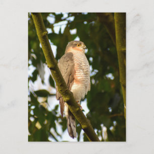 Carte Postale Sparrowhawk