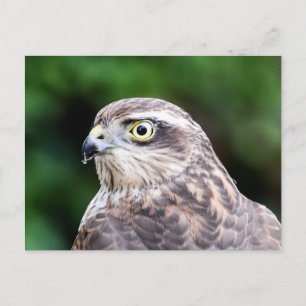 Carte postale Sparrowhawk Femme