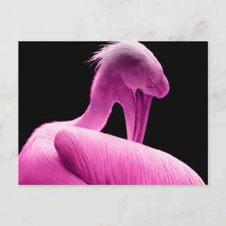 Carte postale spéciale Pélican Rose Hot