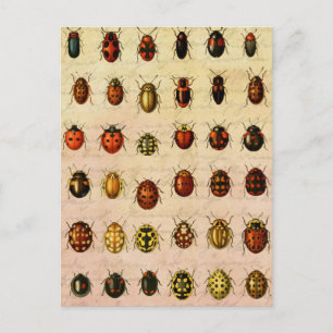 Carte Postale Spécimen de coccinelle vintage Motif Insecte antiq