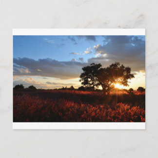 Carte Postale Spectaculaire coucher de soleil africain