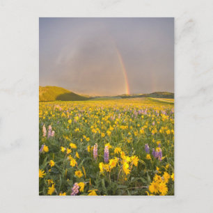 Carte Postale Spectacular wildflower meadow at sunrise in 2