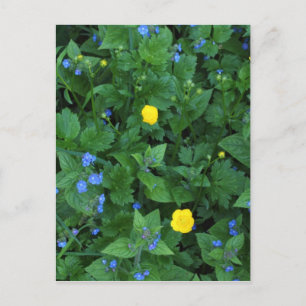 Carte Postale Speedwell et Boutons d'or
